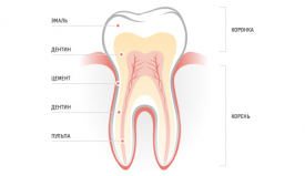 Постоянные и молочные зубы: в чем разница?
